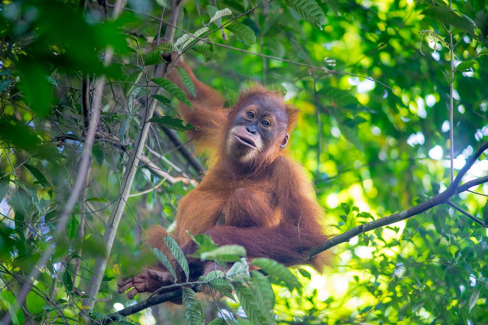 Orangutan Bukit Lawang